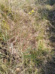 Ranunculus gramineus