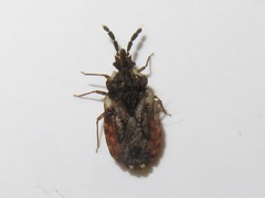Aradus depressus