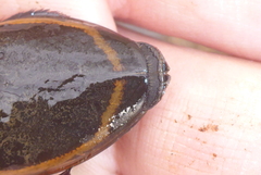 Dytiscus verticalis