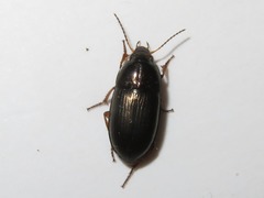 Amara familiaris