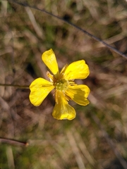 Ranunculus gramineus