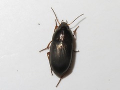 Amara familiaris