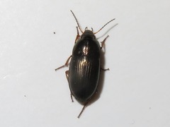 Amara familiaris