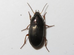 Amara familiaris