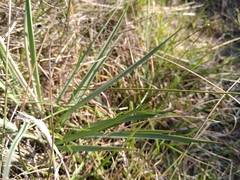 Ranunculus gramineus