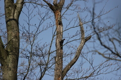 Dryocopus martius martius