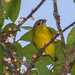 Golden-bellied Euphonia - Photo (c) Cláudio Dias Timm, some rights reserved (CC BY-NC-SA)