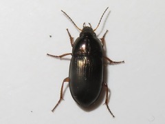 Amara familiaris