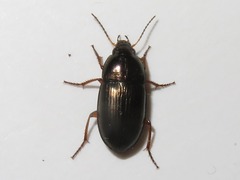 Amara familiaris