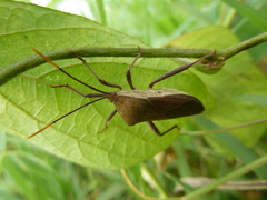 Heteroptera