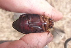 Dytiscus verticalis
