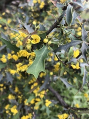 Berberis haematocarpa