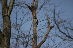 Dryocopus martius martius