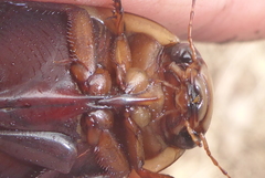 Dytiscus verticalis