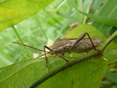 Heteroptera