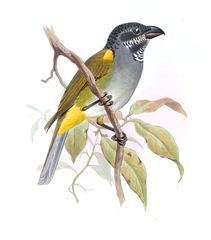 Yellow-Shouldered Grosbeak photo 2