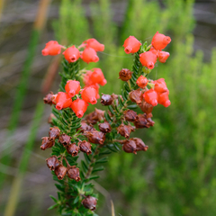 Erica ardens