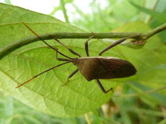 Heteroptera