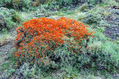 Anarthrophyllum desideratum