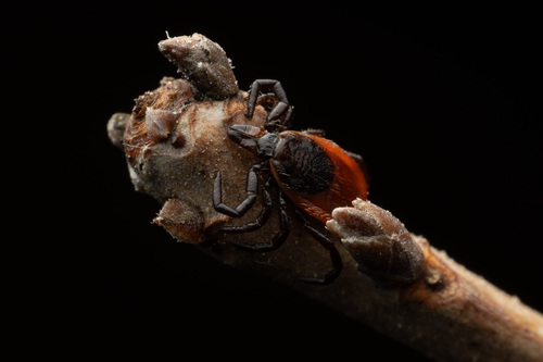 Deer tick
