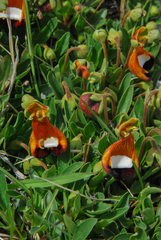 Calceolaria uniflora