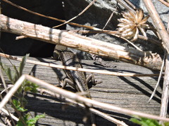 Ablepharus himalayanus