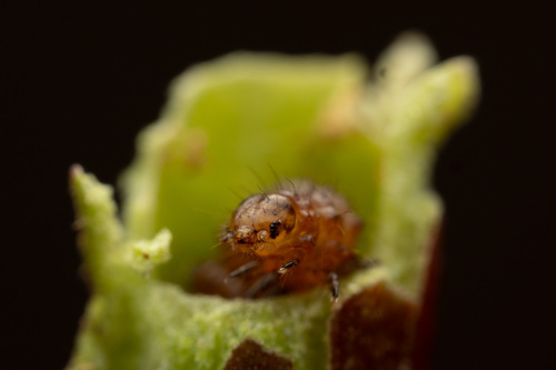 Epauletted Pitcher Plant Moth photo 3