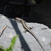 Himalaya Ground Skink - Photo (c) N. Mahathi, some rights reserved (CC BY-NC), uploaded by N. Mahathi