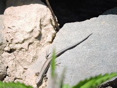 Ablepharus himalayanus