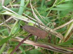 Heteroptera