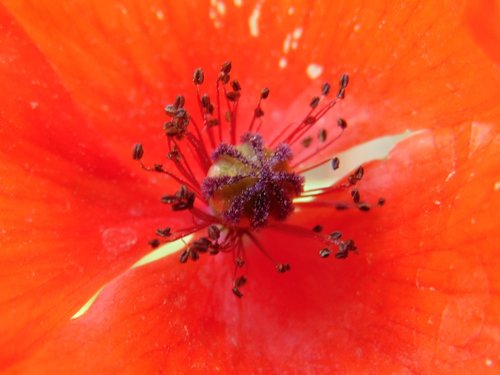 ყაყაჩო (Papaver)