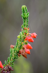 Erica ardens