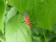 Heteroptera