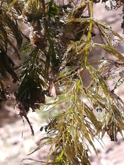 Ceratophyllum