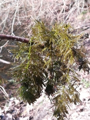 Ceratophyllum