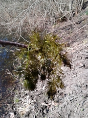 Ceratophyllum