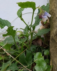 Symphytum × hidcotense