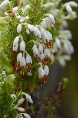 Erica penicilliformis