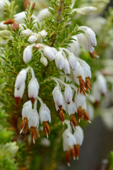 Erica penicilliformis