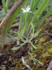 Meconella denticulata