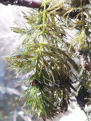 Ceratophyllum
