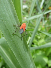 Heteroptera