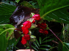 Drymonia brochidodroma