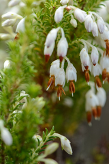Erica penicilliformis