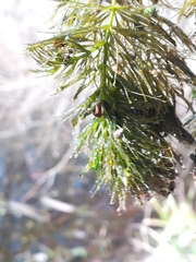 Ceratophyllum