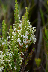 Erica penicilliformis