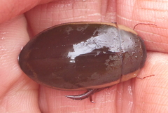 Dytiscus fasciventris