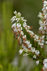 Erica penicilliformis