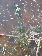 Ceratophyllum