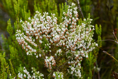 Erica penicilliformis